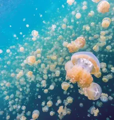 在上帝的水族箱，孩子们说了算2