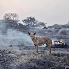 地火百年8