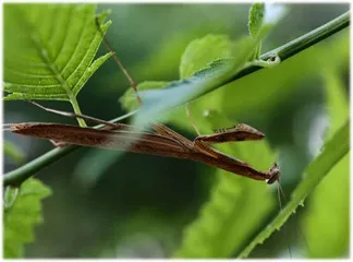 掌中的微观世界，手机拍微距5