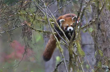 野生大熊猫和它的伙伴们1