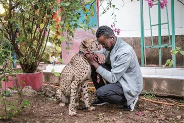 猎豹只想狂野2