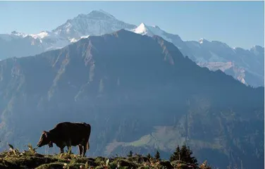 奶酪，瑞士味道1