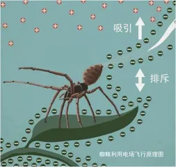 御电飞行的蜘蛛1