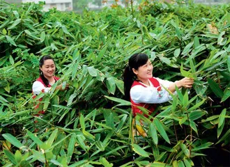 把“粽叶子”种成“金叶子”