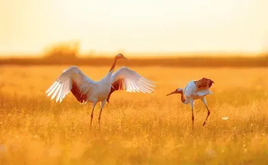 我国生物多样性丰富度逐步上升