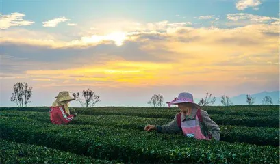 打造古茶产业链　美丽乡村焕新颜