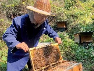 “甜蜜事业”助力群众增收致富