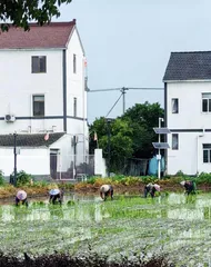 高营养紫米种植助农增收致富