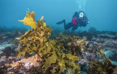 去一个“光秃秃”的岛屿潜水0