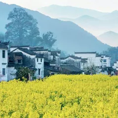 在婺源古村落唤醒春日