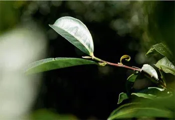 凤凰单从：一叶茶香芳千里2