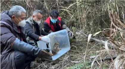 浙江开化：“巡护+宣传+放飞”司法联动，为野生动物撑起“保护伞”