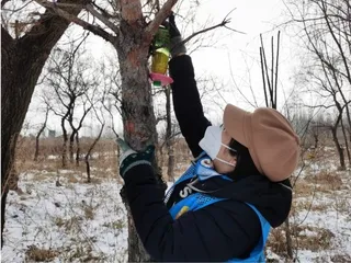 吉林松原志愿者为越冬林鸟投食0