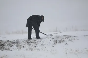 河北康保志愿者雪后为遗鸥投食0