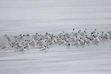 河北康保志愿者雪后为遗鸥投食1