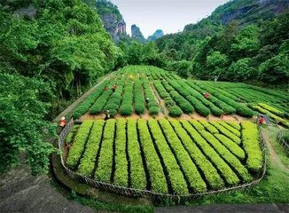 武夷山：科技特派员，帮茶农种好茶