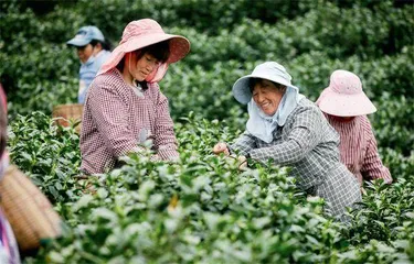 安吉白茶全面开采“三茶”融合好“钱”景