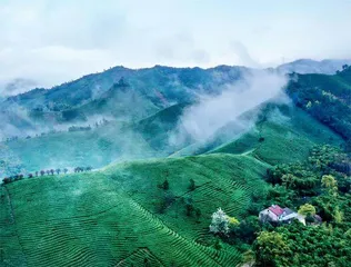 安吉白茶全面开采“三茶”融合好“钱”景