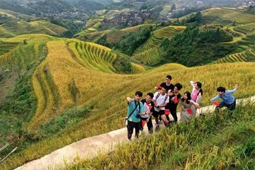 广西龙胜：水稻“风景线”　梯田“金饭碗”