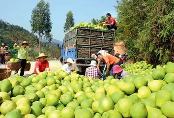 广东梅县区：金柚提质工程让百姓挣得更多了