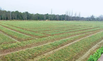 “花中黄金”藏在上海一座岛