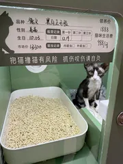 小心“猫贷”有猫腻1