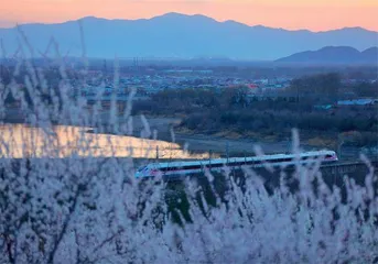 春花扮京城1