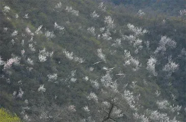 春花扮京城5