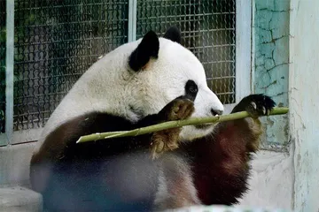 顶流熊猫