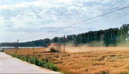 一场和暴雨赛跑的麦收搞得惊心动魄1