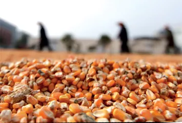 农业龙头企业吹响生物育种冲锋号2