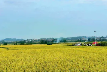 粮食生产端稳了中国饭碗