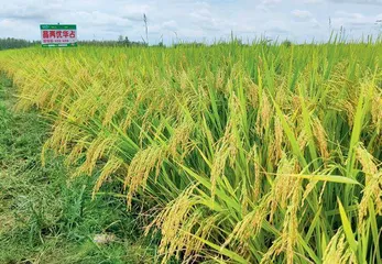 粮食生产端稳了中国饭碗1