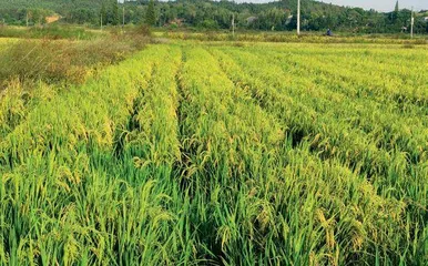 粮食生产端稳了中国饭碗2