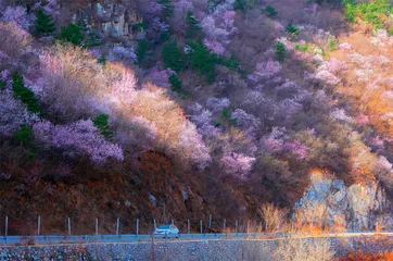 山花烂漫  不负春光