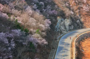 山花烂漫  不负春光2