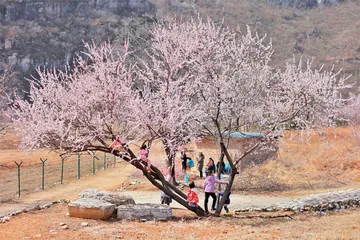 山花烂漫  不负春光8