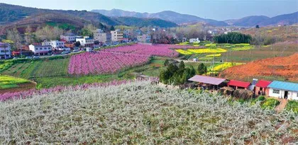 稳扎稳打，全面推进乡村振兴