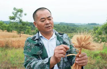 夏粮归仓