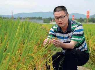 赵炳然：种好老师袁隆平守望的稻田