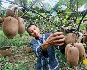 湖南凤凰菖蒲塘：果业兴村  生活越过越甜蜜