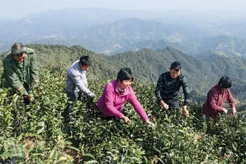 做强“六堡茶”品牌　振兴瑶茶产业1