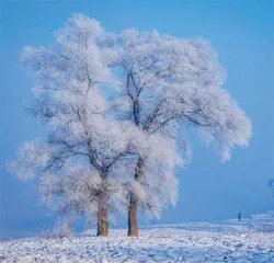 新年，感受一场冬雪