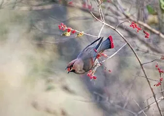 黄“兄”红“弟”寓吉祥10