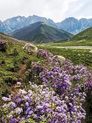 巍巍祁连 山河砥砺1