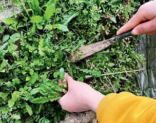 地上苗和枝上芽 至嫩至鲜3