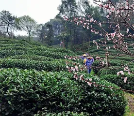 闰二月的春茶