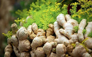 豇豆、姜、鳊鱼、鲫鱼和黄鳝出了什么问题2