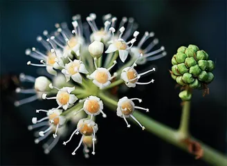 簕菜 南方的刺儿菜0