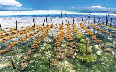 礁膜 鲜溜溜的海菜